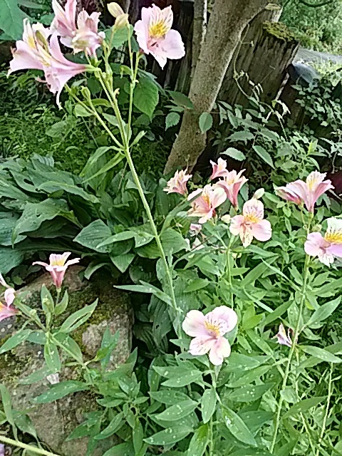 IMG_20170702_165605.jpg